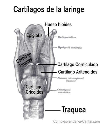 laringe cartilagos