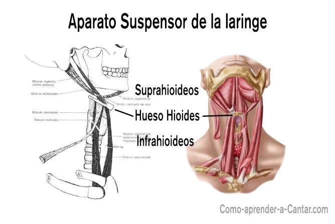 laringe hioides musculos
